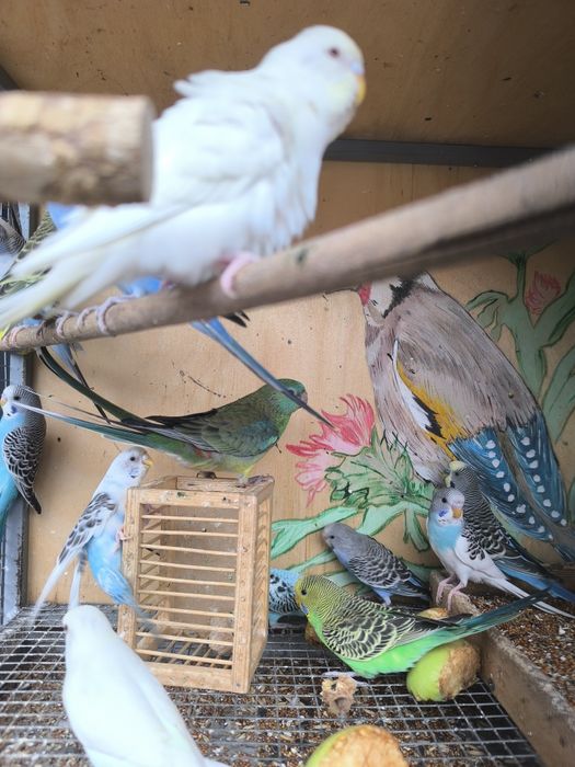 Волнистые попугаи