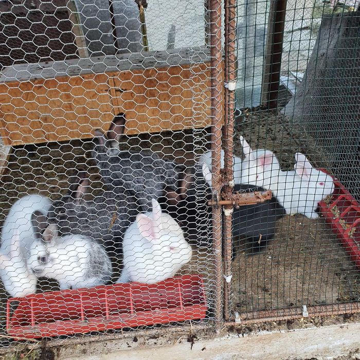 iepurași de vânzare