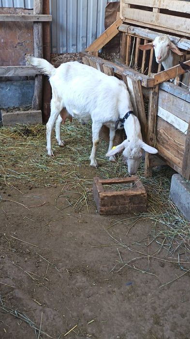 Продам козы молочные