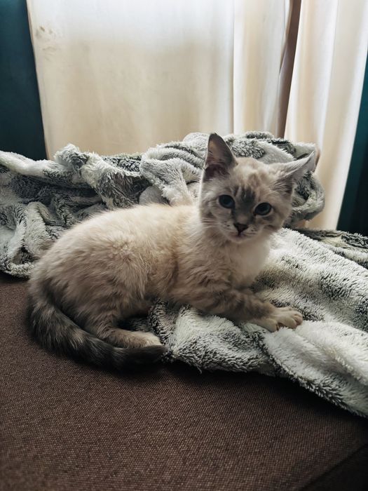 окрас линкс-пойнт.