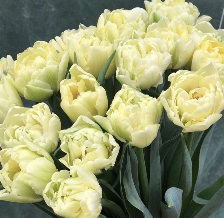 Тюльпаны на 8 марта