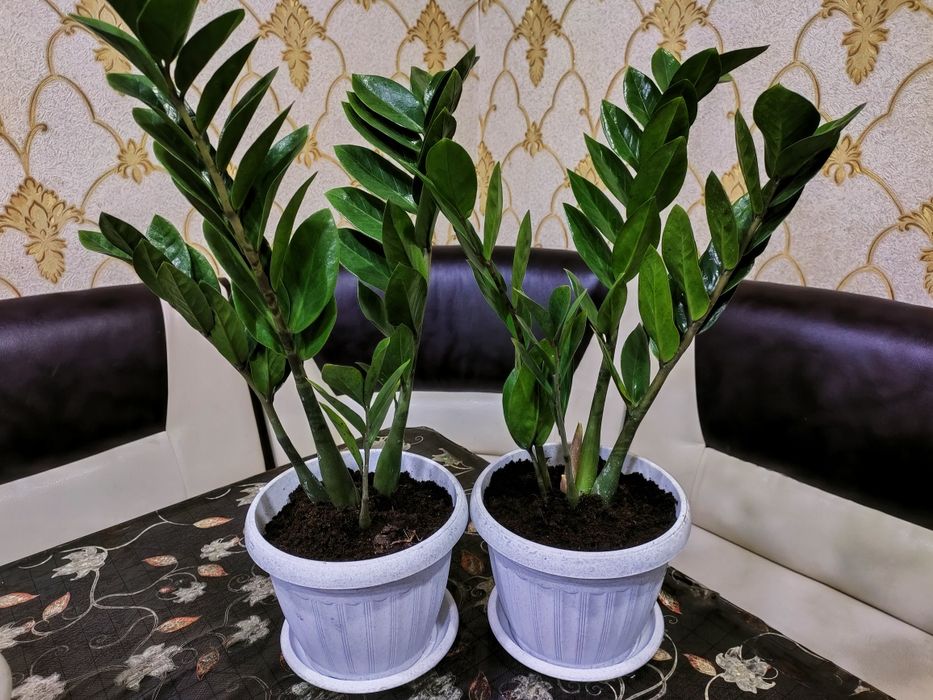 Домашние растения, доставка