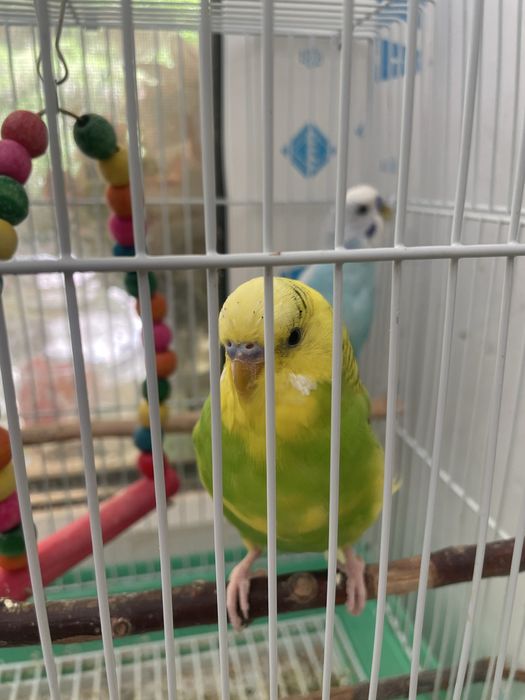 Попугай домашние