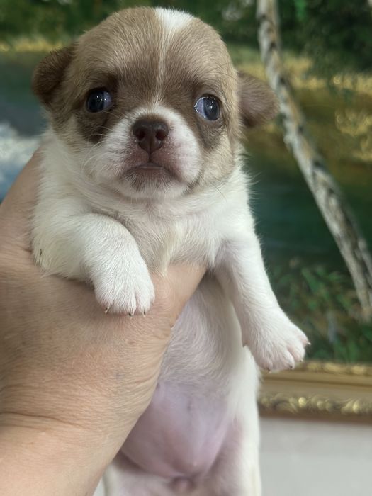 девочки чихуахуа кобби