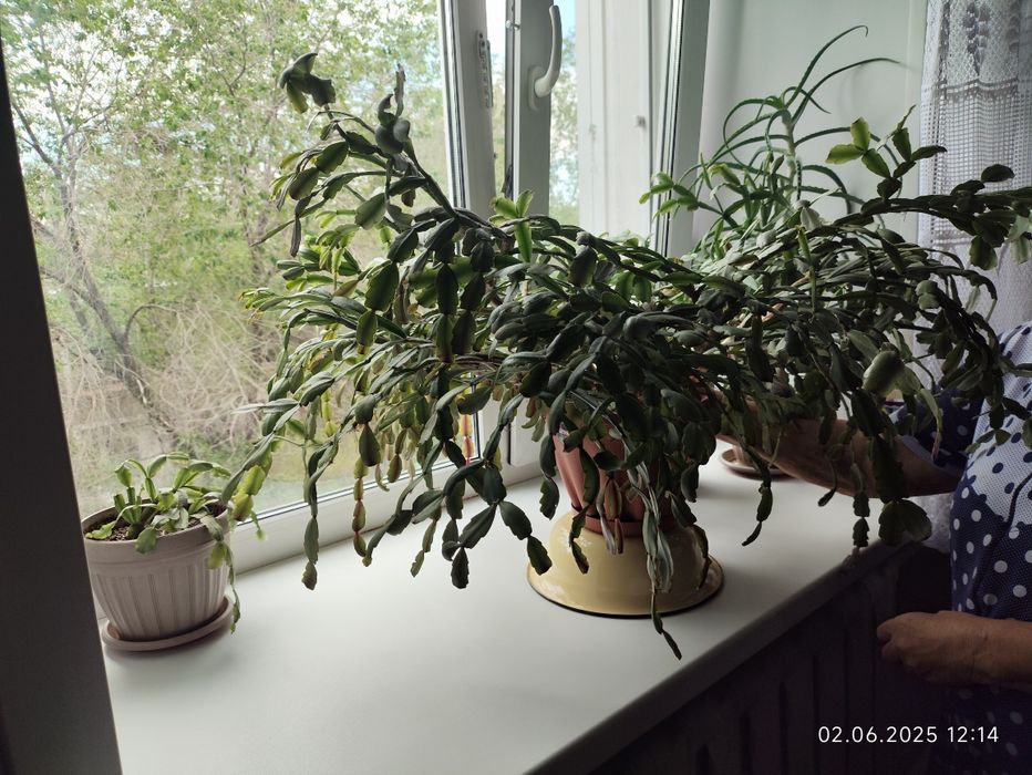 Декабрист красный