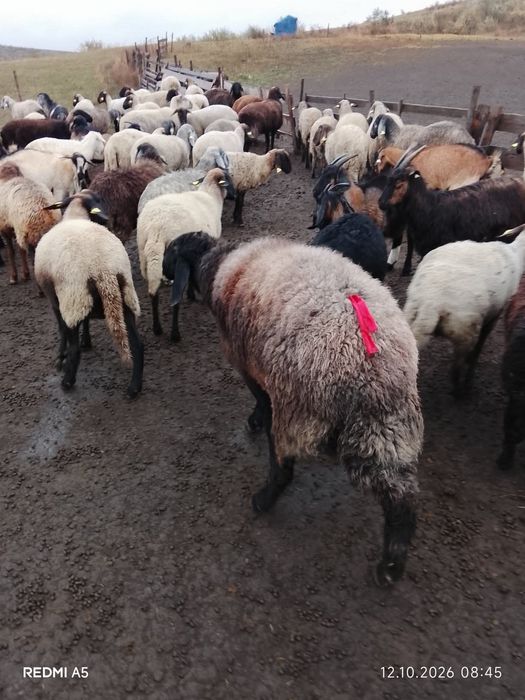 Berbec bergamasc negru