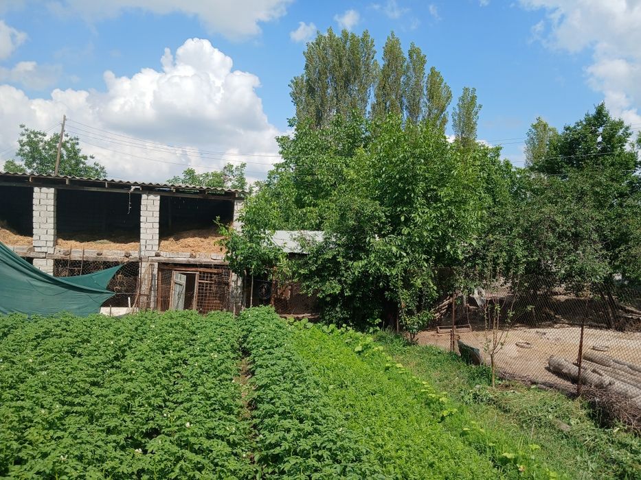 Участка сотилади СУРУМДА