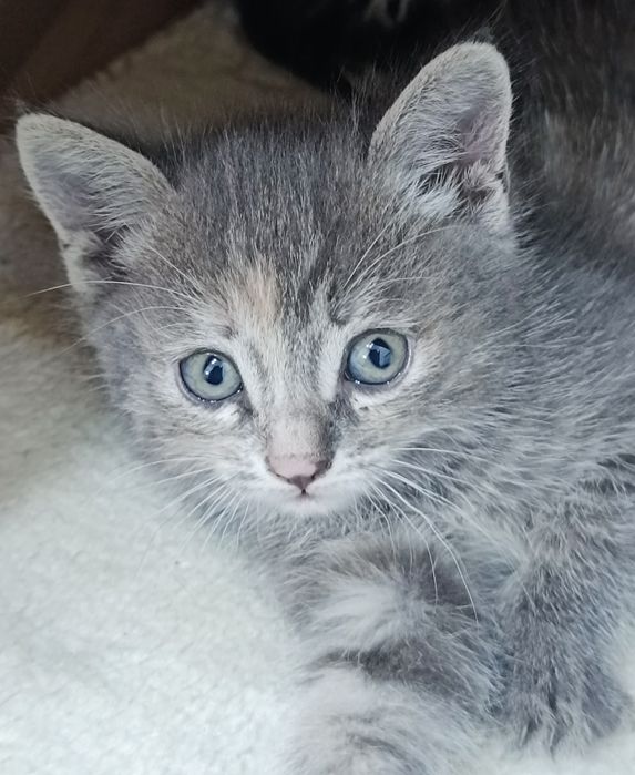 Вислоухий и прямоухий котята