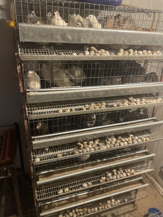 Vand oua de prepelita