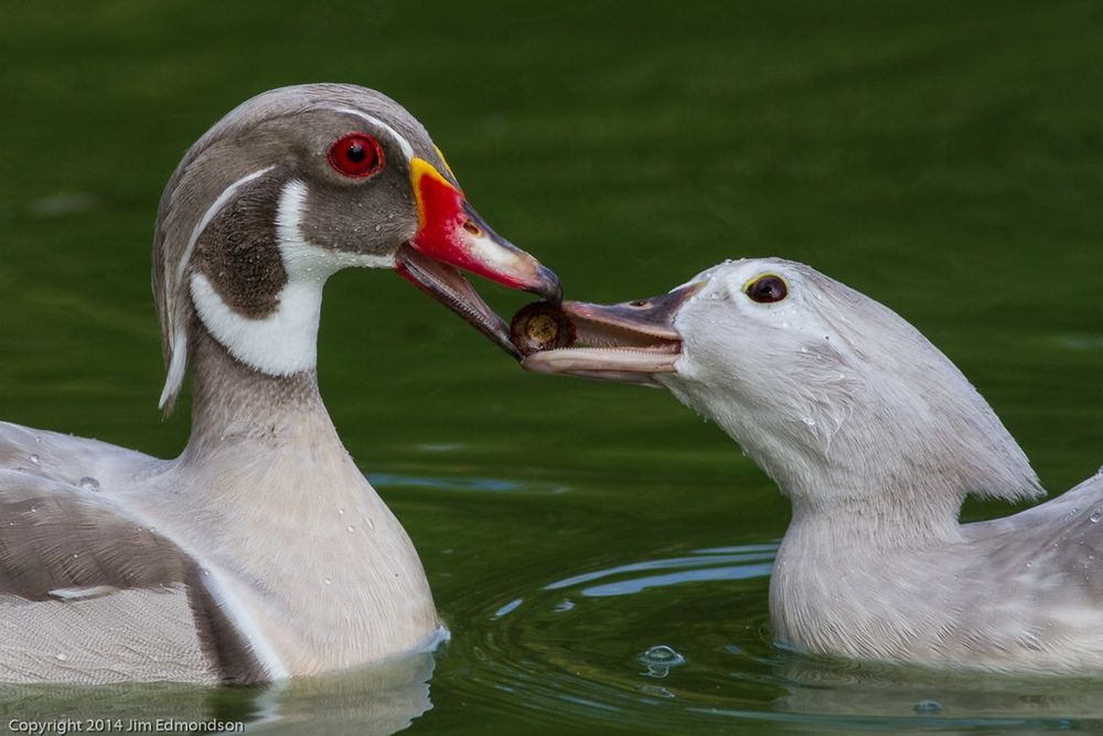 Rațe Caroline Argintii (rate exotice ,păsări de baltă Caroline silver)
