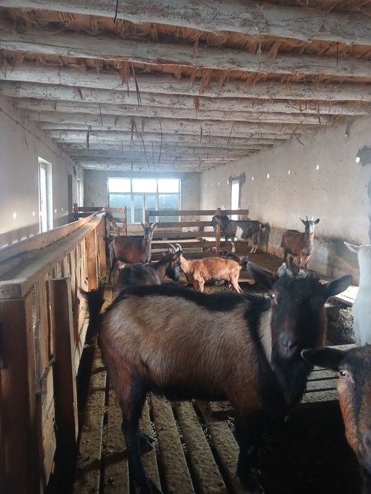 Альпі француз теке сатылады.