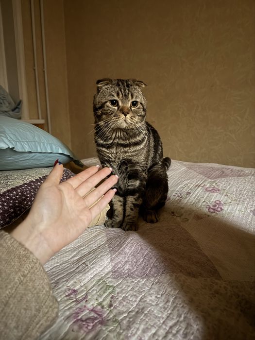 Котята Scottish Stight и Scottish Fold