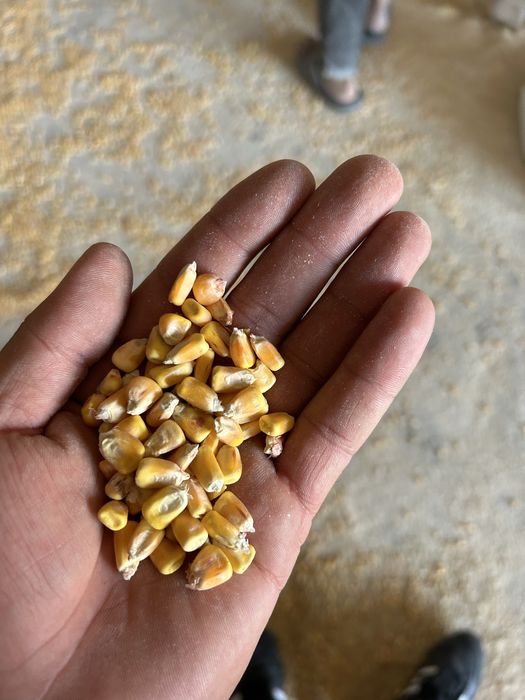 Корма оптом с доствкой