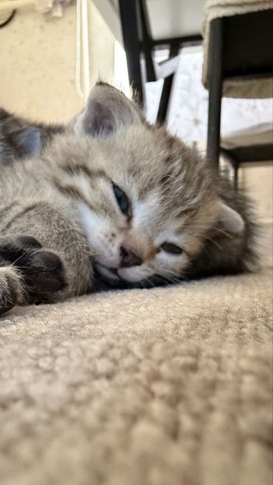 Шотландские прямоухие котята