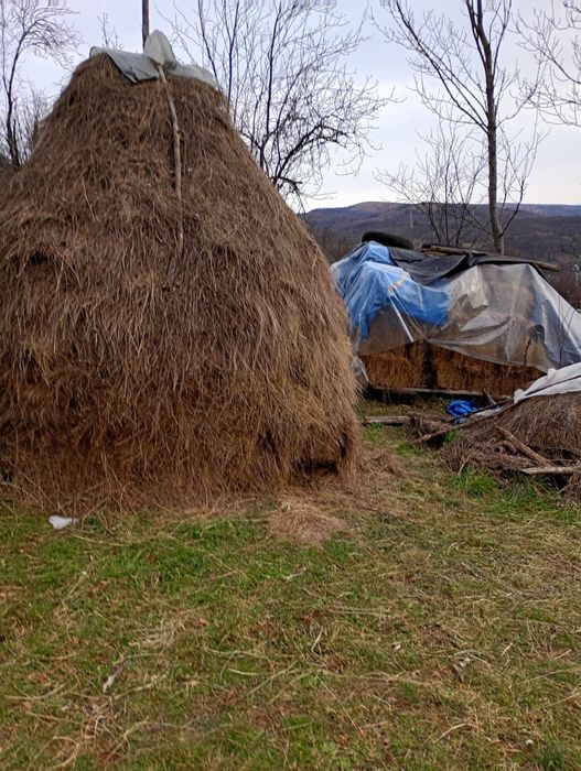 Vand fan (baloti si pe claie)