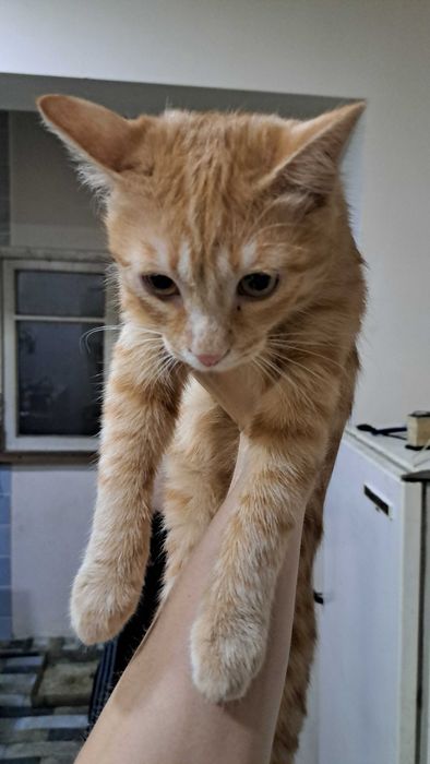 Отдадим в хорошие руки животных