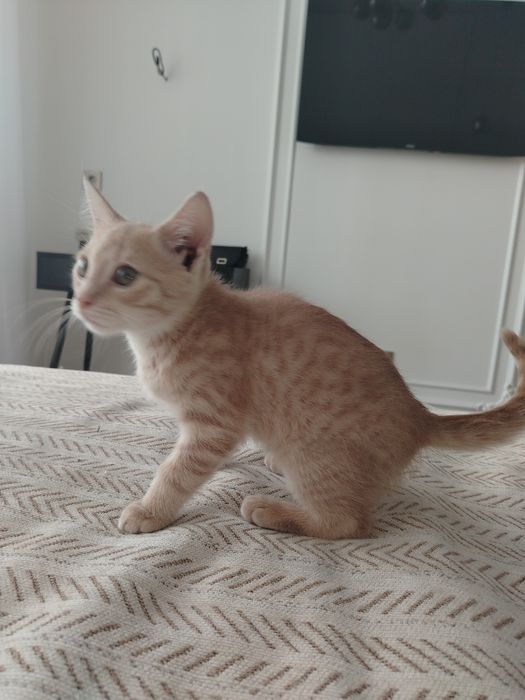 Отдам котёнка в хорошие руки