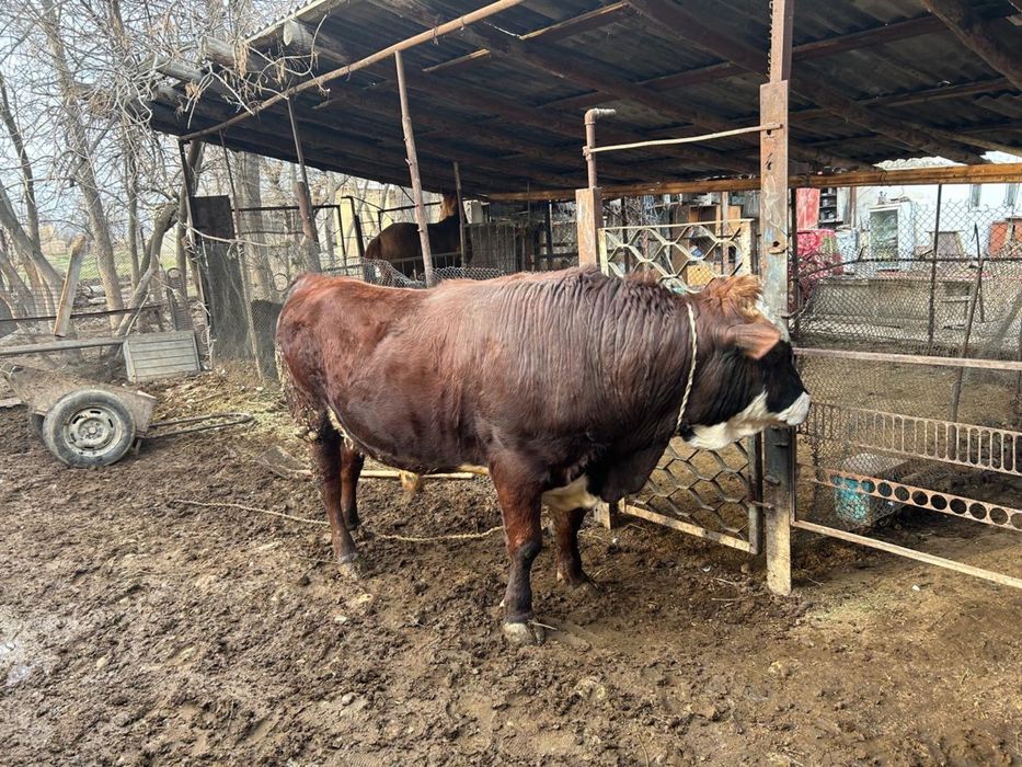 Бұқа сатылады,бордақы.