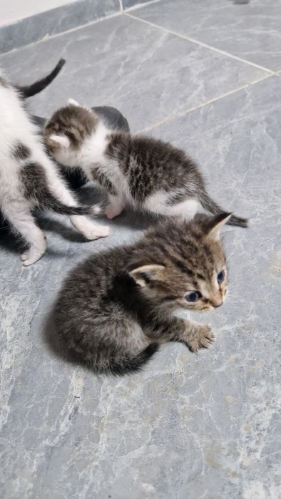 Милые котята ищут добрых людей