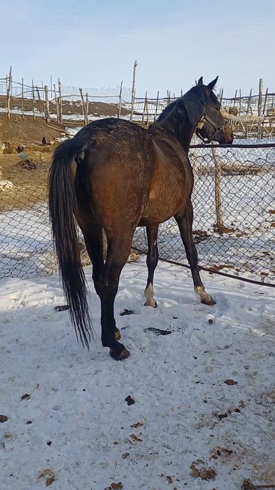 Тазақанды байтал