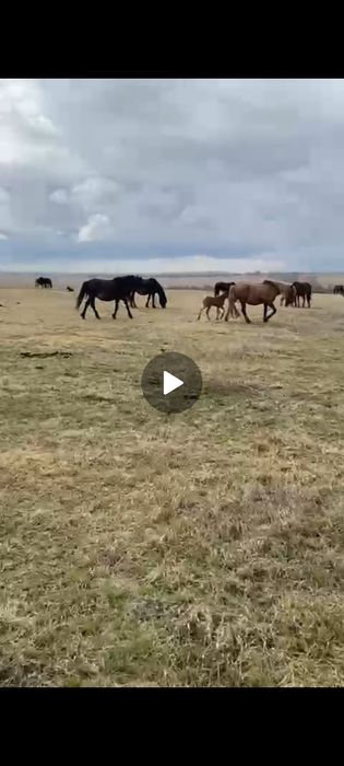 Продам новоалтайских кабыл