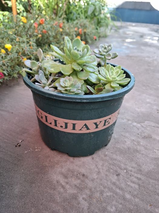 Каменные розы (суккуленты)