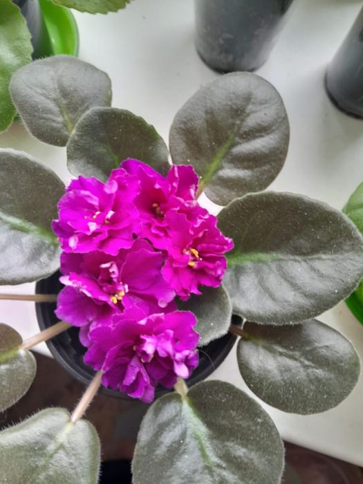 Герань белая на цвету