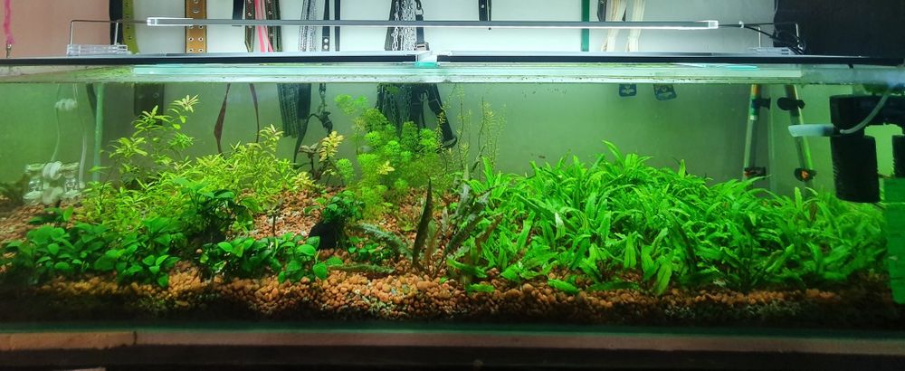 Аквариумные растение