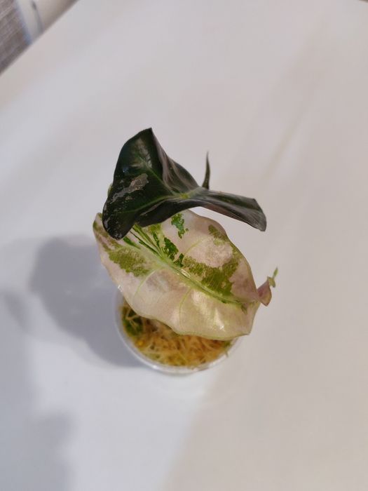 Алоказия Амазоника