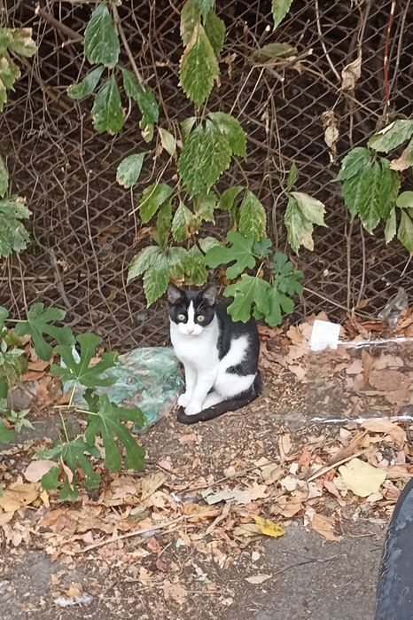 4-ри 5 месечни котенца търсят дом