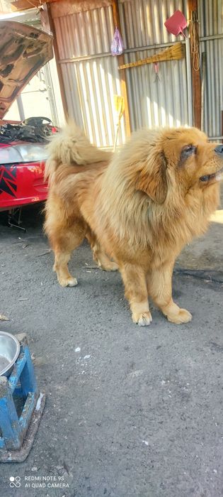 Готовятся к продаже Тибетского мастифа