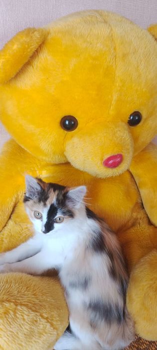 Кошечка  ищит свой дом.