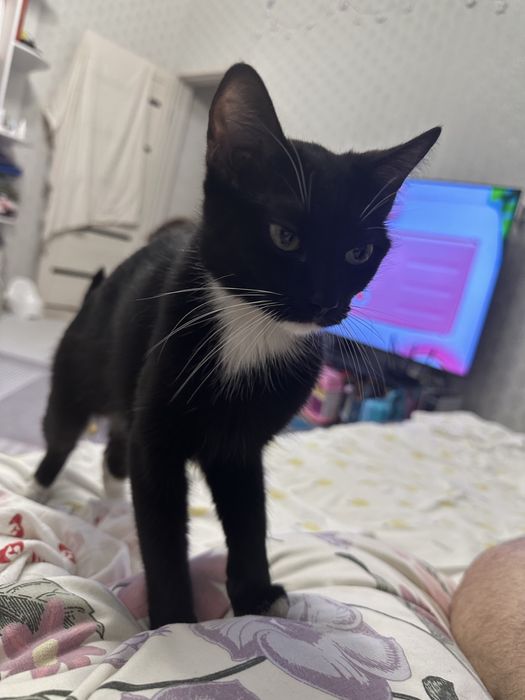 Отдам кошечку в хорошие руки