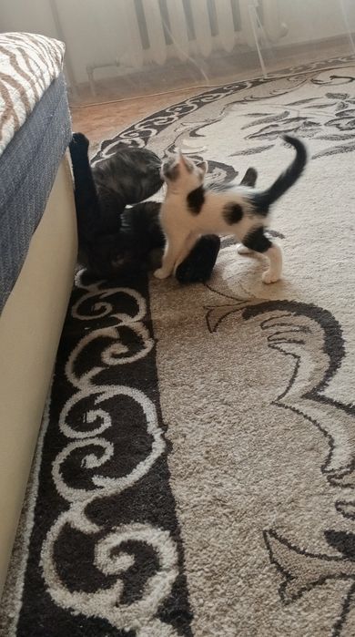 Котята ищут семью