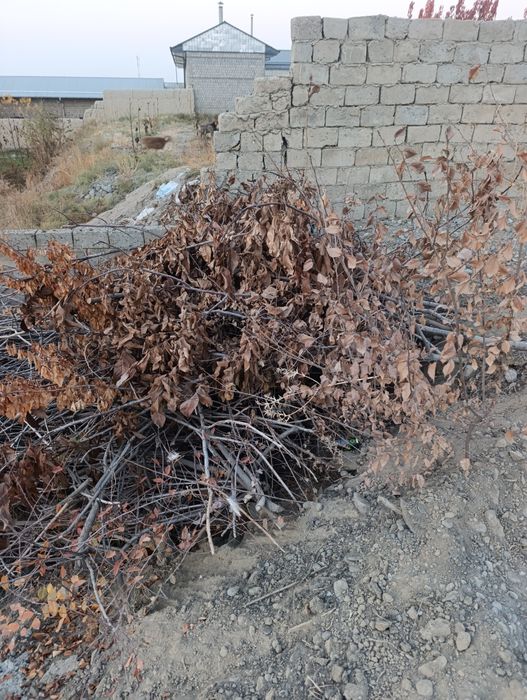 Утин сотилади хаммаси Бир ЗИЛ булади