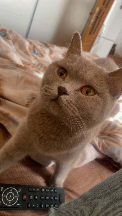 Pisica British Shorthair