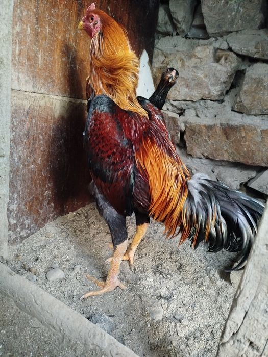 Саман хуроз сотилади.