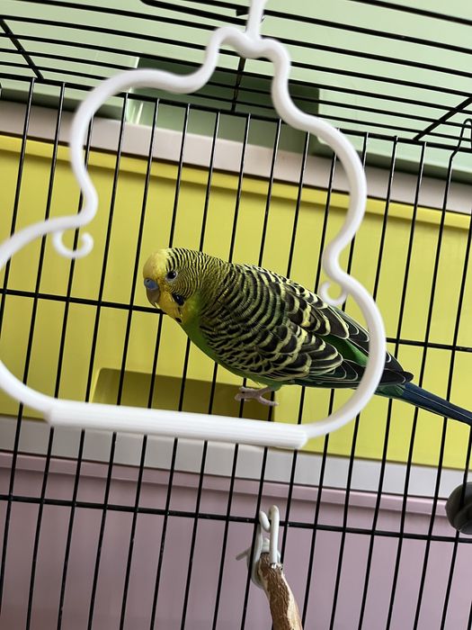 Продается һ волнистые попугаи