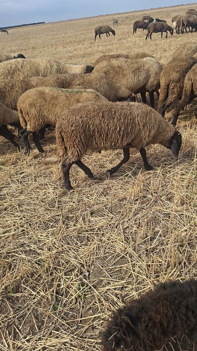 Oi Mame Carabas Cap-Negru Teleorman
