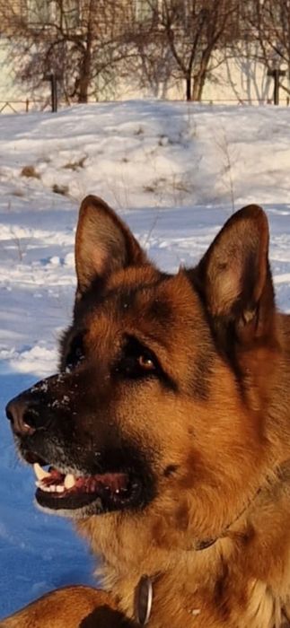 Кабель немецкой овчарки, вязка