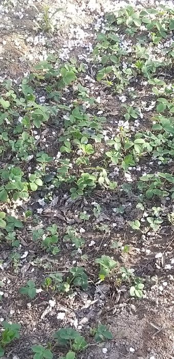 Клубника рассада