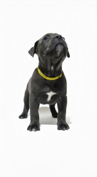 Кане-корсо продажа