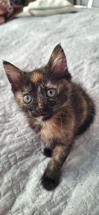 Подарявам котенце - Рая