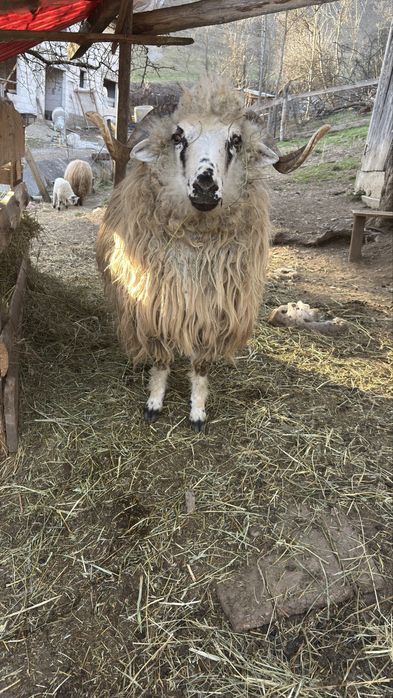 Vand Berbec de 11 luni