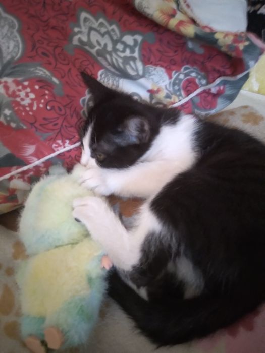 Красивый котенок.