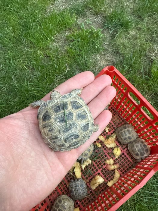 Черепашки тошбака