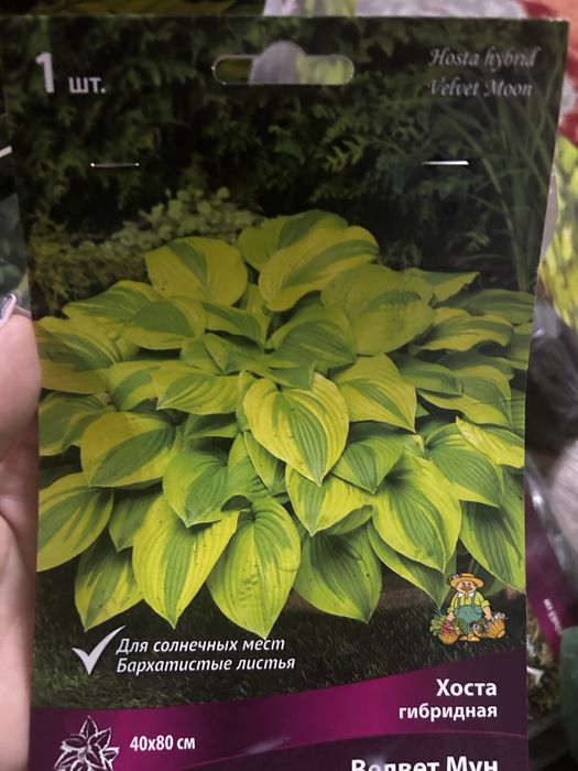 Продам хосты (корни)