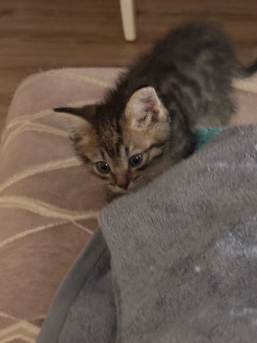 Котенок отдам даром