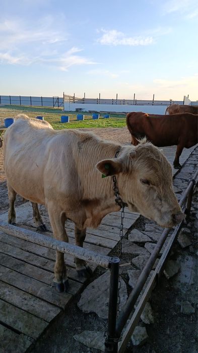 продам бычок аулиеколь