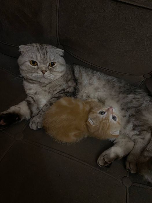 Котеныши скоттиш фолд